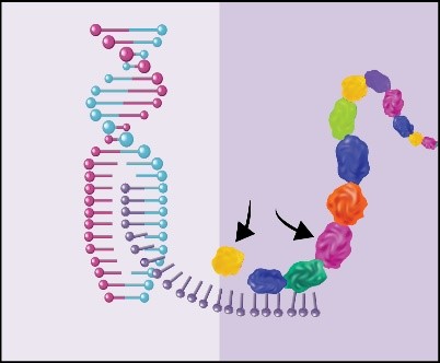 A double helix connected to a chain of different-colored circles, which becomes a sequencing of curled and flat ribbons.