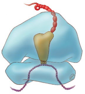 An illustration of two transparent, blue structures stacked on each other. A tan triangle within them is connected to a string of purple beads (nucleotides) in the lower structure and releases a larger string of red beads (amino acids) through the top one.