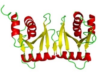 A roughly W-shaped protein structure made up of red spiral ribbons, flat yellow ribbons, and green strings.