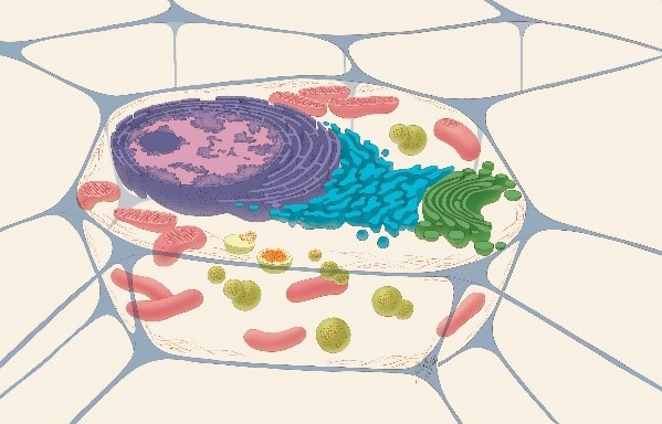 An illustration of a cell cut in half, showing many different structures.