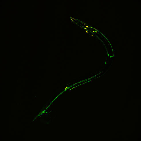 A hook-shaped worm glowing green and yellow in places.