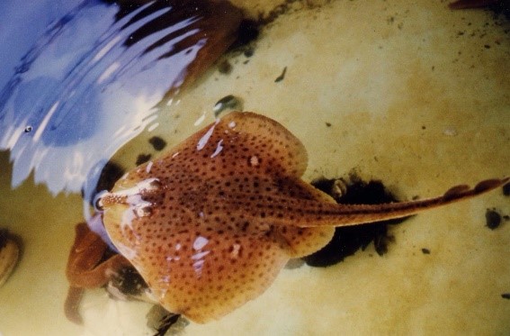 A stingray-like fish near the surface of the water.