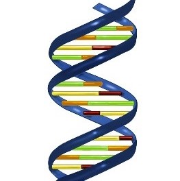 An illustration of a DNA segment.