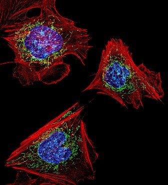 Three cells with spheres in their centers highlighted.