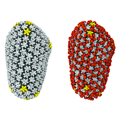 An oblong capsule made up of tiny gray, yellow, and red structures.