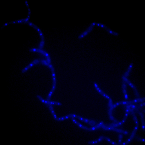 Oblong bacteria glowing blue on a black background.