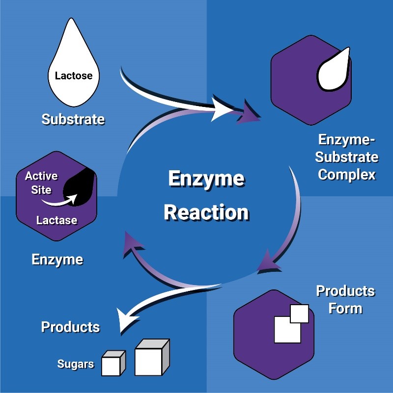 lactase enzyme diagram