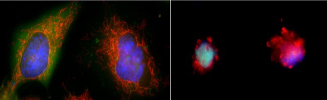 On the left, two large cells with clear, smooth edges. On the right, two smaller cells with ragged edges.