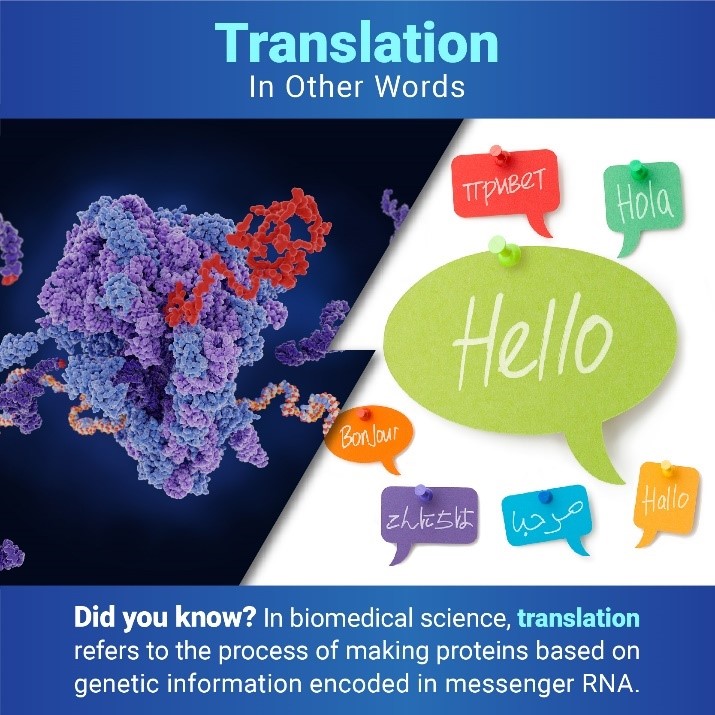 Below the title “Translation: In Other Words,” two images are separated by a jagged line. On the left is a ribosome producing a protein, and on the right is a large speech bubble with the word “hello” surrounded by smaller speech bubbles with greetings in other languages. Under the images, text reads, “Did you know? In biomedical science, translation refers to the process of making proteins based on genetic information encoded in messenger RNA.”