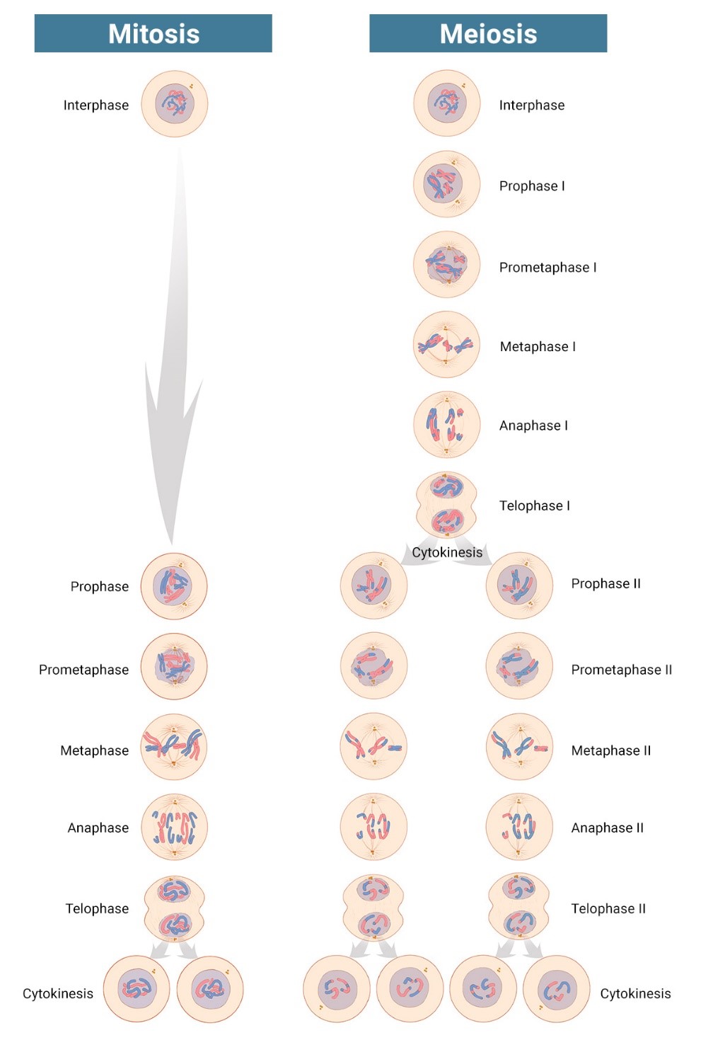 On the left, a cell goes through the stages of mitosis to split into two cells that each have two sets of chromosomes. On the right, a cell goes through the phases of meiosis to divide into four cells that each have a single set of chromosomes.