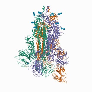Purple, orange, and green helices and sheets depicting the protein.