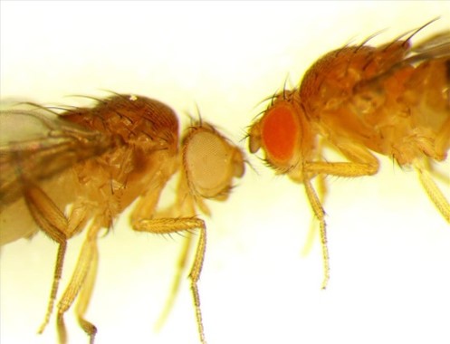 Two fruit flies facing one another.