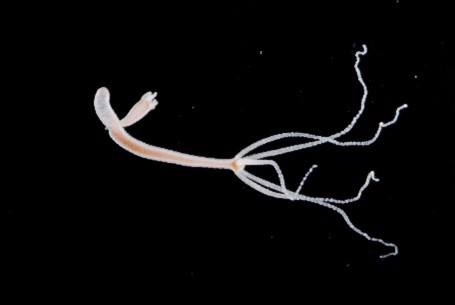 Hydra magnipapillata, with a wormlike body and multiple tails.
