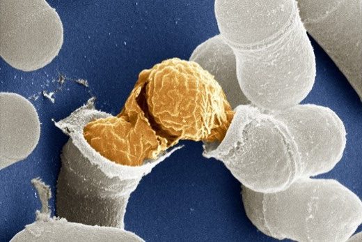 A round yeast cell emerging from a split oblong capsule. Surrounding the cell are several unsplit capsules.