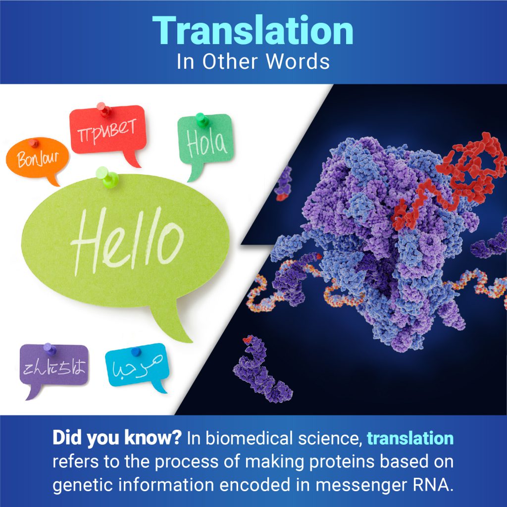 Below the title “Translation: In Other Words,” two images are separated by a jagged line. On the left, is a large speech bubble with the word “hello” surrounded by smaller speech bubbles with greetings in other languages, and on the right is a ribosome producing a protein. Under the images, text reads, “Did you know? In biomedical science, translation refers to the process of making proteins based on genetic information encoded in messenger RNA.”