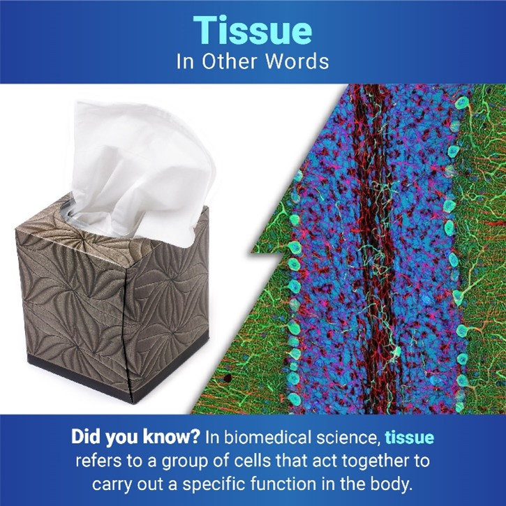 Below the title “Tissue: In Other Words,” two images are separated by a jagged line. On the left is a box of tissues, and on the right is an image of brain tissue showing individual cells. Under the images, text reads: “Did you know? In biomedical science, tissue refers to a group of cells that act together to carry out a specific function in the body.” 