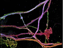 Multicolored string-like neurons.