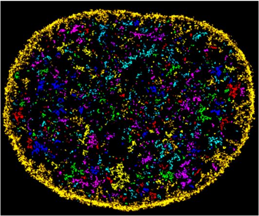 An oval containing irregular clumps that vary in size and color.