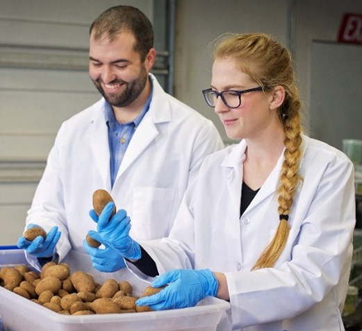 Two people wearing white lab coats and blue gloves, standing over a box full of potatoes.