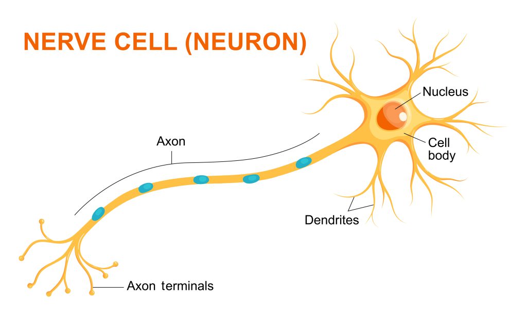 An illustration of a nerve cell that shows a round cell body with dendrites and a long axon branching away from it.