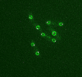 Oblong yeast cells, each containing a green circle with a magenta dot touching it. Over time, second magenta dots form, and the green circles divide, becoming parts of new cells.