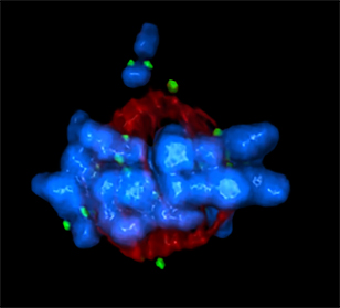 Oblong blue blobs grouped together with red threads above and below them. Several green spots are spread throughout.