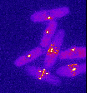 Oblong yeast cells, each with two glowing dots inside. One dot moves toward each end of the cell. Bands form in the middle of the cells and constrict until the cells divide.