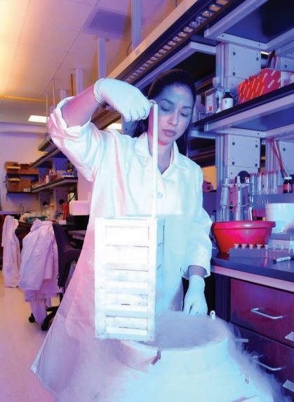 Dr. Marissa Wechsler pulling a box of cell cultures out of liquid nitrogen.