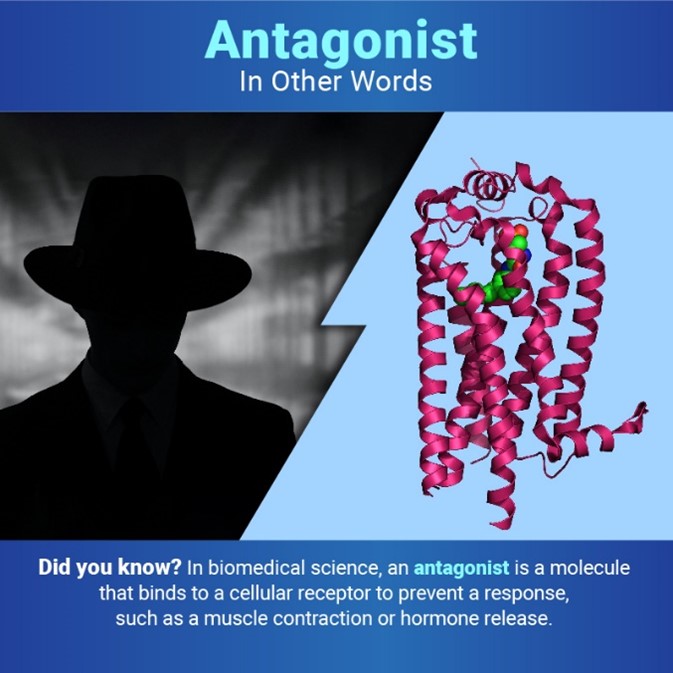 Below the title “Antagonist: In Other Words,” two images are separated by a jagged line. On the left is a dark figure with a hat, and on the right is an antagonist bound to a ribbon model depiction of a receptor. Under the images, text reads: “Did you know? In biomedical science, an antagonist is a molecule that binds to a cellular receptor to prevent a response, such as a muscle contraction or hormone release.”  