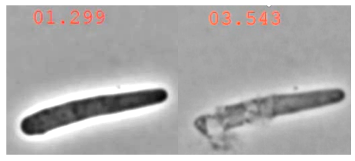 On the left, a dark rod-shaped bacterium. On the right, the same bacterium lighter and with holes in its membrane.