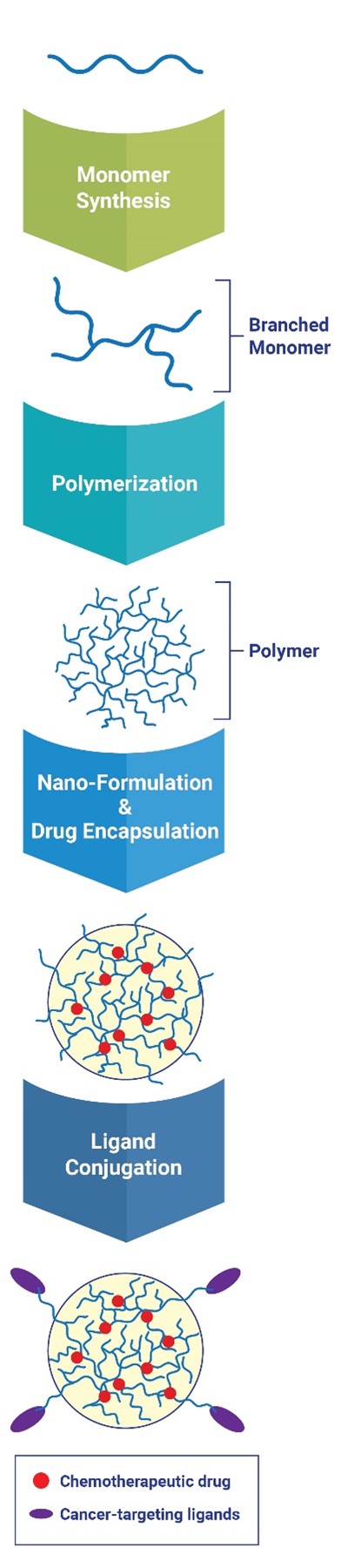 A blue squiggly line represents a starting material that is then converted, through monomer synthesis, to a squiggly line with branches off it, the branched monomer. Polymerization leads to a polymer that looks like a web of squiggly lines. Nano-formulation and drug encapsulation leads to a shell around the polymer with red circles inside, representing the chemotherapeutic drug encapsulated in the polymer. Ligand conjugation leads to the addition of cancer-targeting ligands on the outside of the capsule.