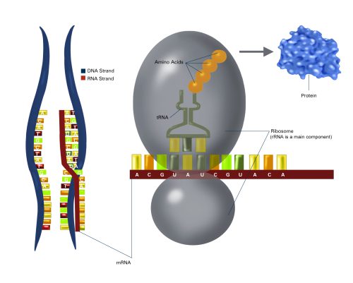 Science Snippet: RNA’s Remarkable Roles – Biomedical Beat Blog ...