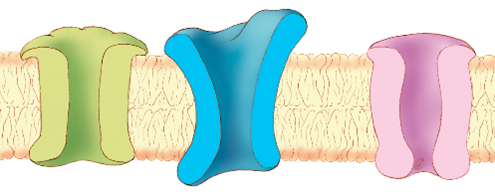 Three tunnel-like structures embedded in a membrane.