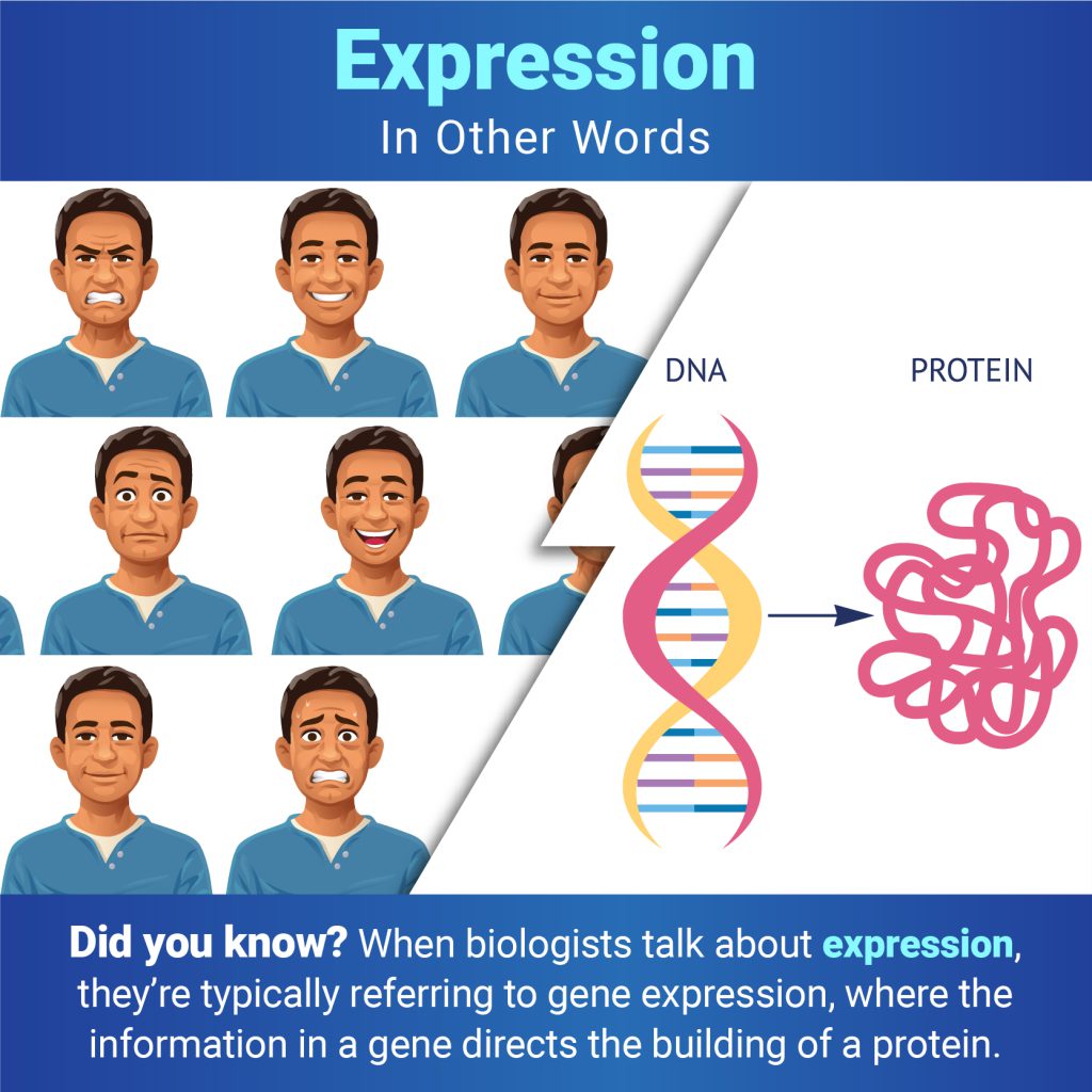 Below the title “Expression: In Other Words,” two images are separated by a jagged line. On the left are several cartoon representations of a man with different facial expressions. On the right is a cartoon depiction of DNA and an arrow pointing to a folded protein. Under the images, text reads: Did you know? When biologists talk about expression, they’re typically referring to gene expression, where the information in a gene directs the building of a protein.