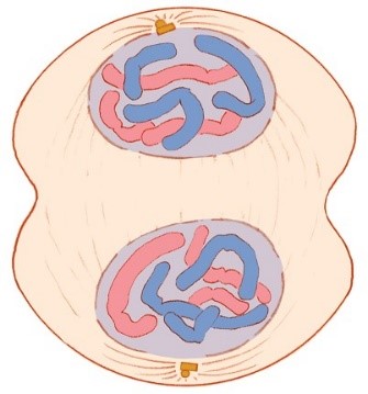 Image of a cell dividing.