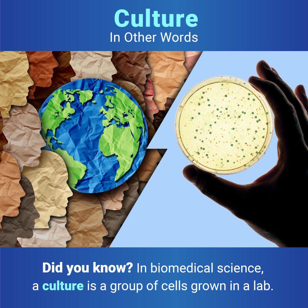 Below the title “Culture: In Other Words,” two images are separated by a jagged line. On the left are outlines of faces surrounding a globe of the Earth. On the right is a hand holding a Petri dish with cells growing in it. Under the images, text reads: “Did you know? In biomedical science, a culture is a group of cells grown in a lab.”