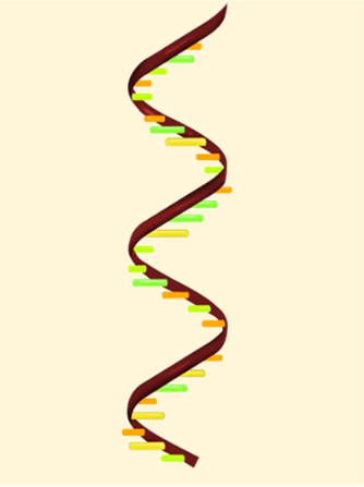 Single strand of RNA