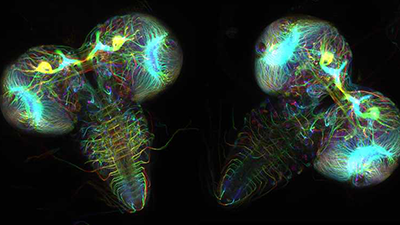 Two heart-shaped fruit fly brains with many fluorescent threads running throughout them.