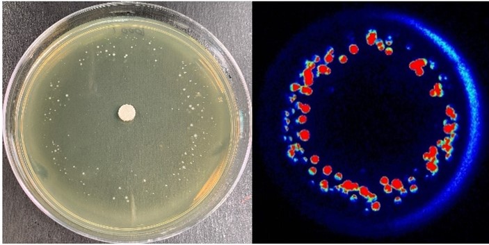 On the left, a Petri dish with many round colonies of bacteria around its perimeter. On the right, a petri dish with bioluminescent bacterial colonies with bright red centers and green-to-blue perimeters.
