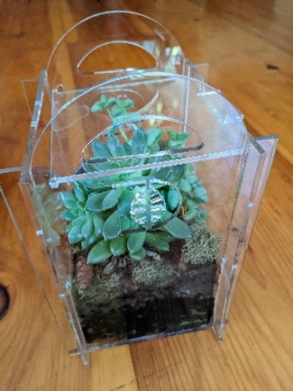 A clear plastic box with plants growing inside.