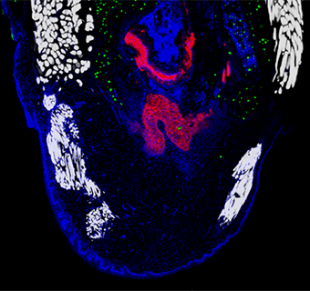 A U-shaped outline in blue with white, blue, green, and red spots inside.