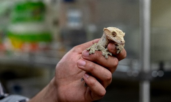 A researcher’s hand holding a small, tan lizard.