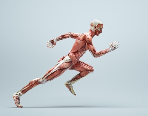 A depiction of a man running, showing the bones and muscles of his anatomy.