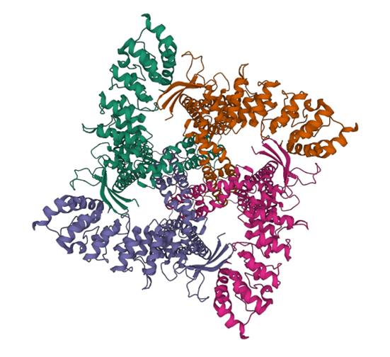 Four units of green, purple, orange, or pink ribbons and sheets connected to form a pore in the middle.