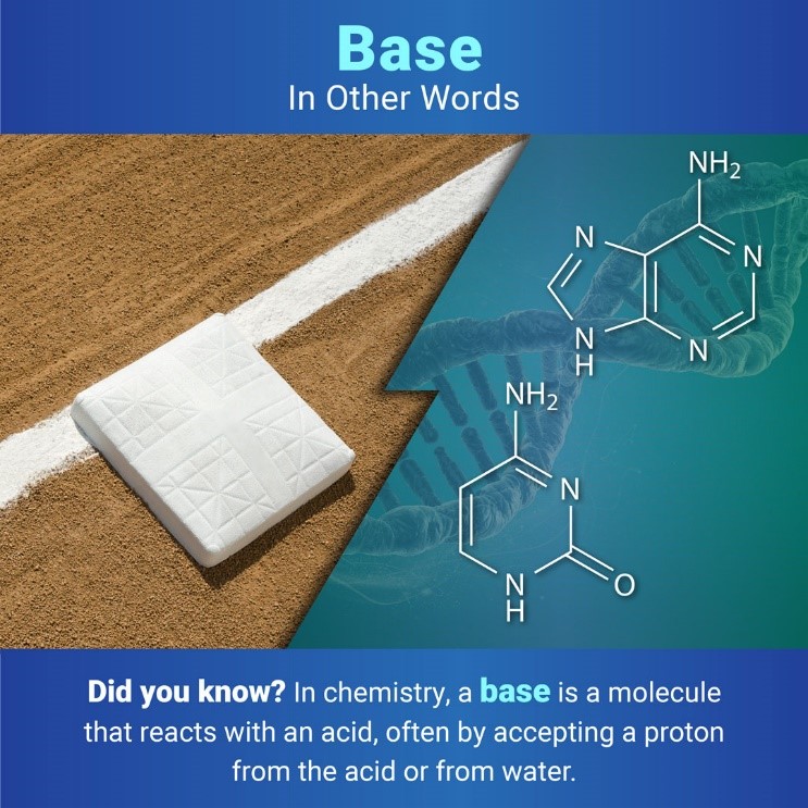 Below the title, “Base: In Other Words,” two images are separated by a jagged line. On the left is a base in a baseball field. On the right is a cartoon of the nucleotide bases cytosine and adenine with a DNA double helix in the background. Under the images, text reads: “Did you know? In chemistry, a base is a molecule that reacts with an acid, often by accepting a proton from the acid or from water.” 