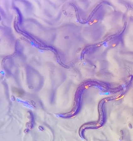 Purple worms with several glowing neon spots.