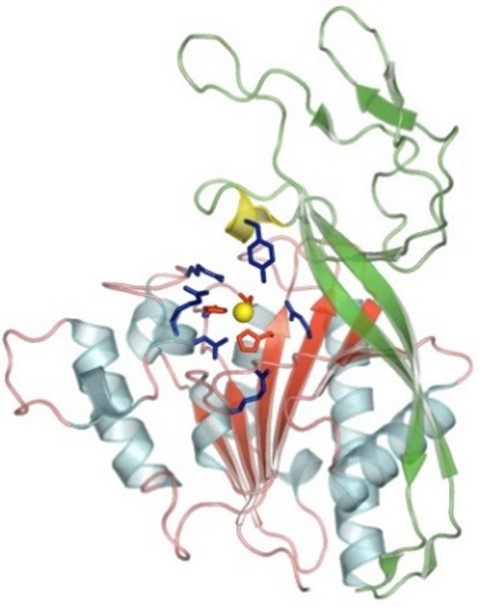 Helices connected by thin, winding strands.