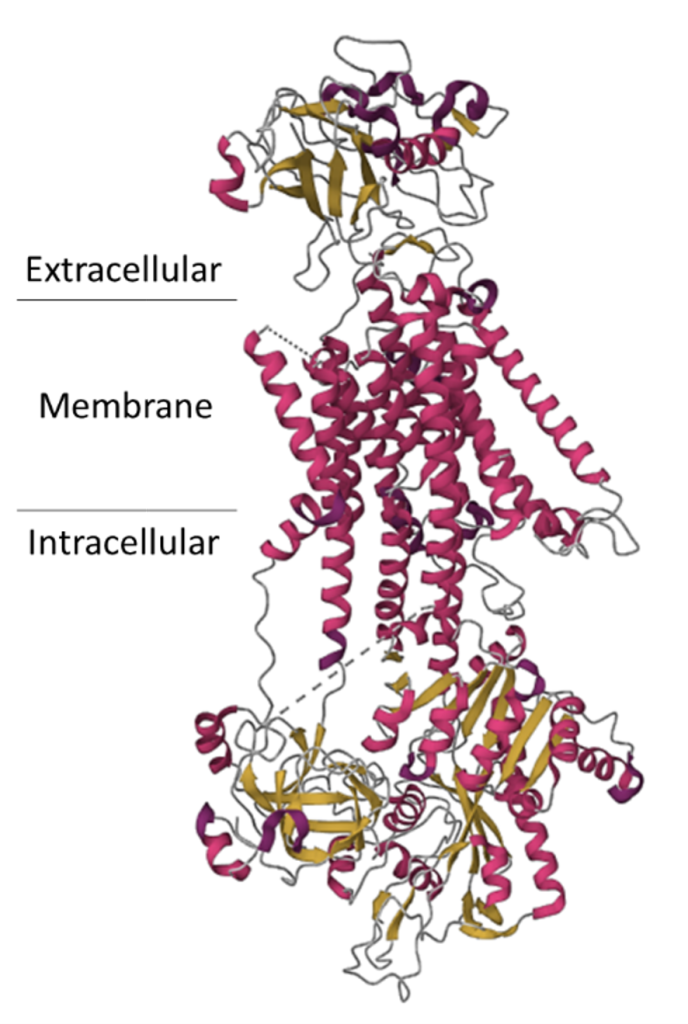 Pink curly ribbons and yellow flat ribbons connected by gray strings. Text indicates the extracellular portion of the protein is at the top, composed of mostly yellow ribbons and gray strings. The membrane portion is in the middle, composed entirely of tightly packed pink ribbons. At the bottom is the intracellular portion, where the pink ribbons open to more pink and yellow ribbons.
