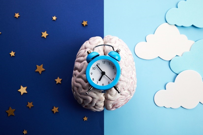 Alarm clock on a model brain. In the background, gold stars on dark blue for nighttime (L), and white clouds on light blue for daytime (R).