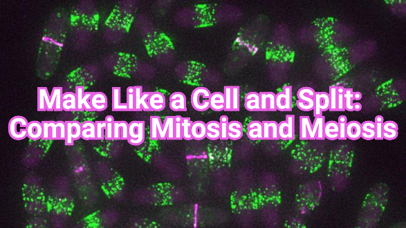 Oblong yeast cells with bands of green and magenta dots around their middles on a black background. Overlaying text reads: Make Like a Cell and Split: Comparing Mitosis and Meiosis.
